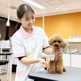 ペットトリマー体験の詳細
