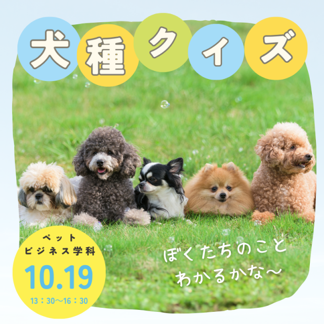 専門学校 東京ビジネス・アカデミー 【高2生限定】犬種当てクイズに挑戦！1