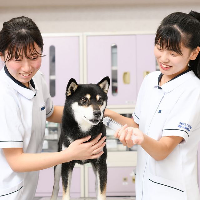 国際ペット総合専門学校 動物看護師学科　動物の血液検査に挑戦　臨床検査体験1