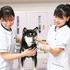 国際ペット総合専門学校 動物看護師学科　動物の血液検査に挑戦　臨床検査体験1