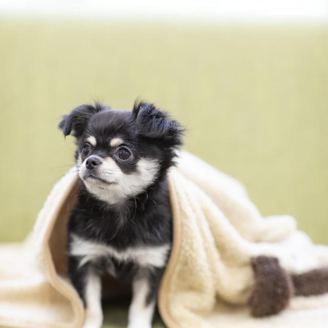 北海道どうぶつ・医療専門学校 【トリマー専攻】わんこのグルーミング1