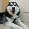 吉田学園動物看護専門学校 シベリアンハスキーと一緒に愛玩動物看護師体験！
