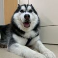 シベリアンハスキーと一緒に愛玩動物看護師体験！／吉田学園動物看護専門学校