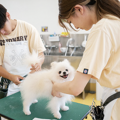 専門学校ビジョナリーアーツ DREAM CLASS ★ 担当犬のお手入れをしよう！