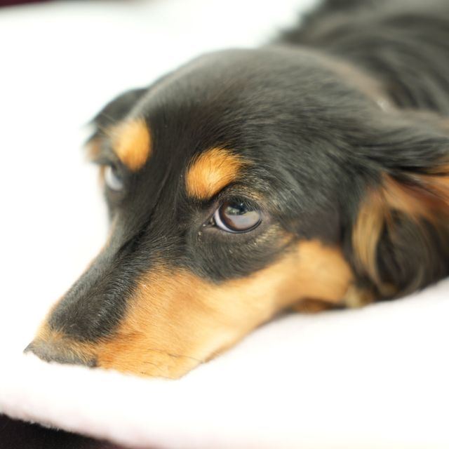 高崎動物専門学校 【動物看護】愛玩動物看護師の神業「保定」について知ろう！2