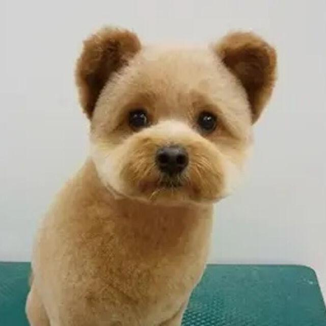 専門学校ビジョナリーアーツ カット体験 わんちゃんをまんまるく可愛くカットしよう！1