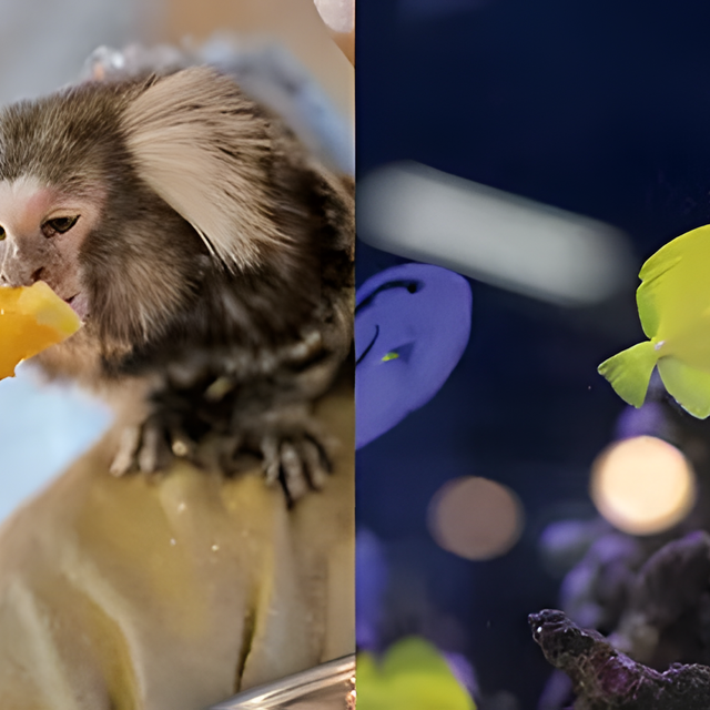 専門学校　福岡ビジョナリーアーツ 【ペット】よくばりお仕事体験 動物園飼育員×水族館飼育員1