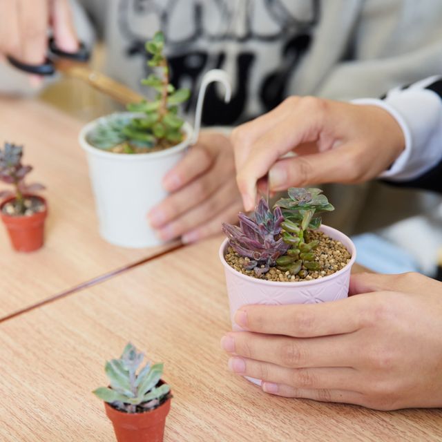 修成建設専門学校 お部屋に飾る小さな多肉植物の寄せ植えに挑戦！2