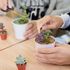 修成建設専門学校 お部屋に飾る小さな多肉植物の寄せ植えに挑戦！2
