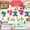 名古屋ＥＣＯ動物海洋専門学校 ☆★【高校１・２年生限定】クリスマスイベント★☆