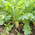 テクノ・ホルティ園芸専門学校 野菜づくり実習★美味しい大根を収穫しよう！etc.