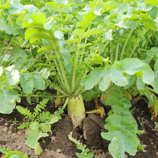テクノ・ホルティ園芸専門学校 野菜づくり実習★美味しい大根を収穫しよう！etc.1