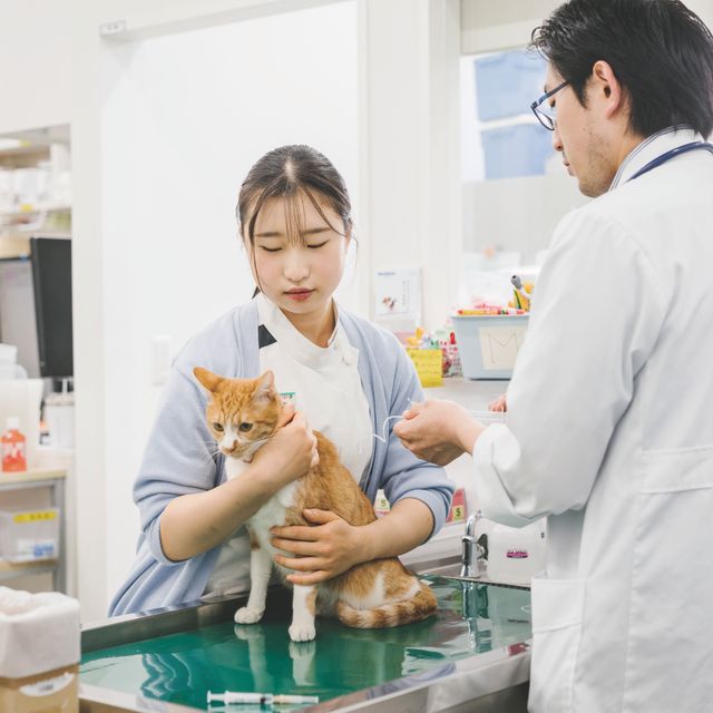 ＴＣＡ東京ＥＣＯ動物海洋専門学校 保護犬・保護猫のお仕事について学ぼう1