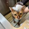 専門学校　ちば愛犬動物フラワー学園 【キャットプロ】ふわふわ猫ちゃん美容体験☆