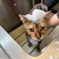 専門学校　ちば愛犬動物フラワー学園 【キャットプロ】ふわふわ猫ちゃん美容体験☆