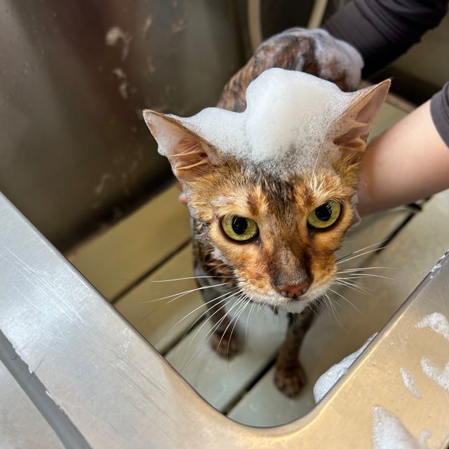専門学校　ちば愛犬動物フラワー学園 【キャットプロ】ふわふわ猫ちゃん美容体験☆1