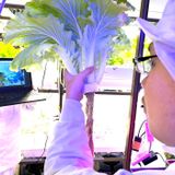 体験DAY！【AIを使ったスマート農業に挑戦☆】の詳細