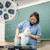 動物看護学科　資格取得のほか動物医療を深く学ぶ学校の体験入学の詳細