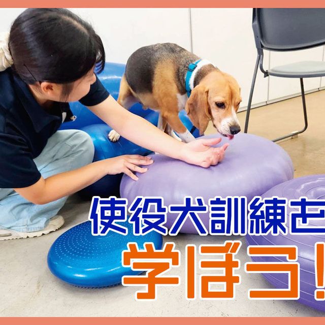 ＴＣＡ東京ＥＣＯ動物海洋専門学校 使役犬訓練を学ぼう！1