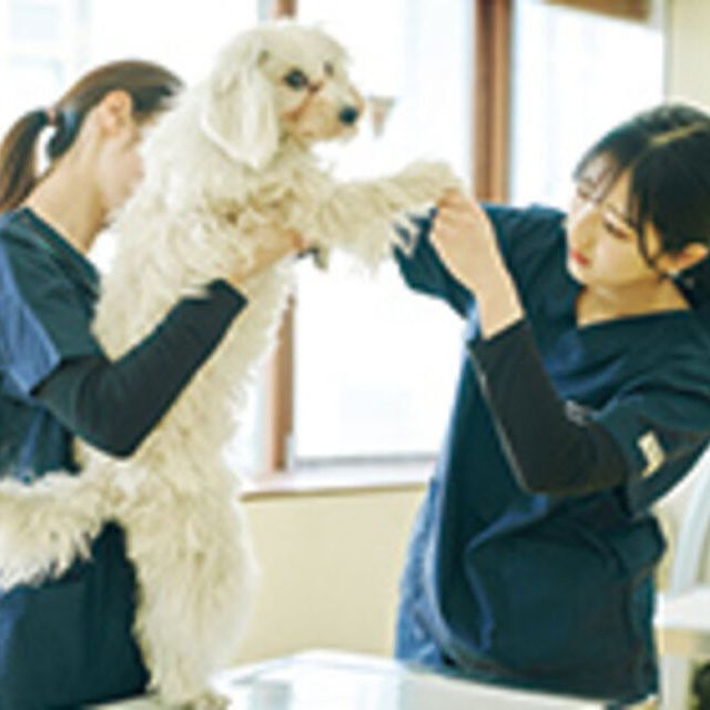 専門学校ビジョナリーアーツ 動物看護学科説明会&お仕事体験1