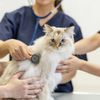 専門学校ビジョナリーアーツ ニャンコの健康チェックをしてみよう！