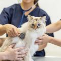 専門学校ビジョナリーアーツ ニャンコの健康チェックをしてみよう！