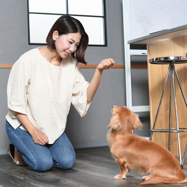愛知ペット専門学校 ドッグトレーナーお仕事体験　大型犬訓練ＳＰ1