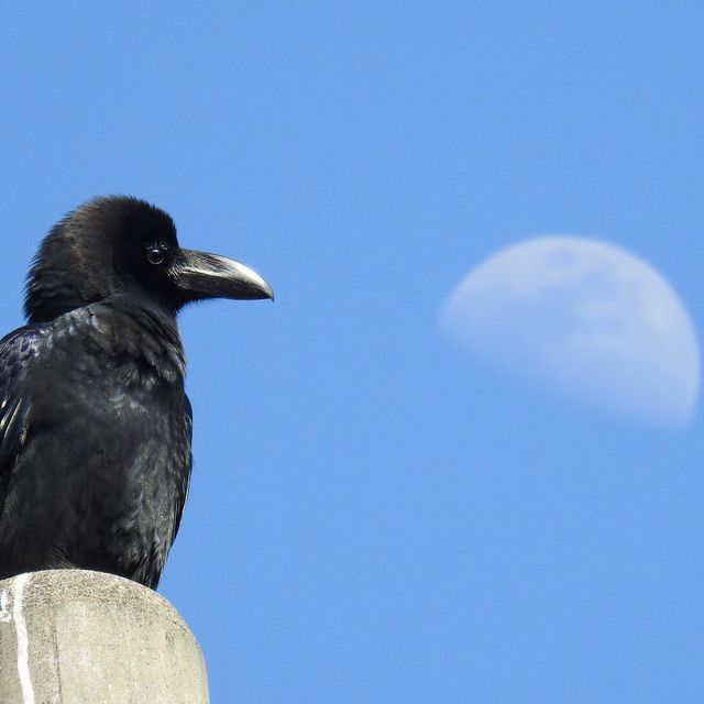 東京環境工科専門学校 『はじめての野鳥観察』体験授業を同時開催！4