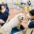 専門学校 東京ビジネス・アカデミー 現役プロトリマーから学ぶ！ワンちゃんのカット体験