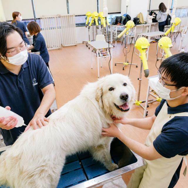 専門学校 東京ビジネス・アカデミー 現役プロトリマーから学ぶ！ワンちゃんのカット体験1
