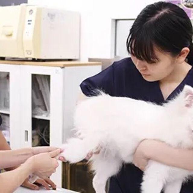 専門学校ビジョナリーアーツ 動物看護師のお仕事体験をしよう！1