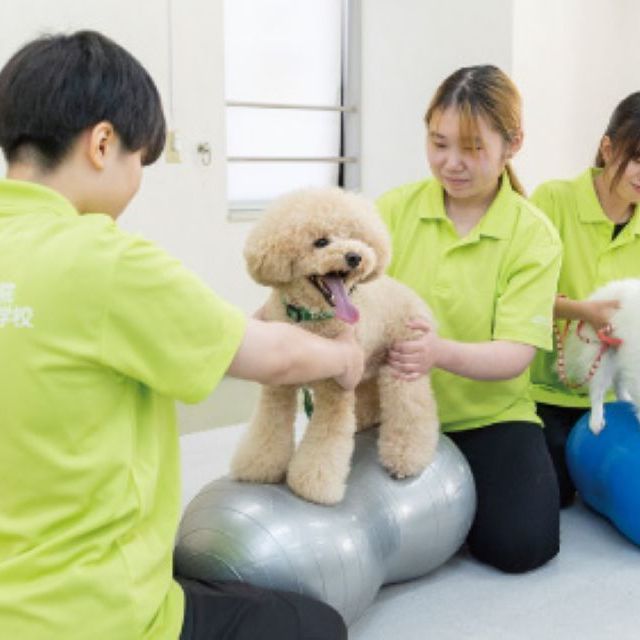 国際ペット総合専門学校 おすわり！ふせ！まて！わんちゃんコマンドトレーニングに挑戦4
