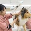 広島情報ビジネス専門学校 選べる2つの体験授業！【ペット・トリマー】に興味がある方！