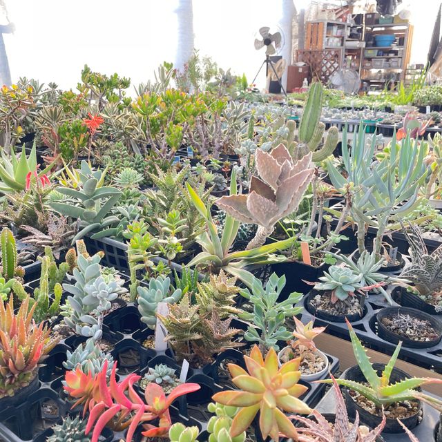 テクノ・ホルティ園芸専門学校 花づくり実習★多肉植物をふやす楽しさを体験しよう！1