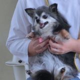 【資格証配布】獣医師が教えるワンちゃんの命を守る食事ルールの詳細