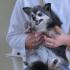 京都動物専門学校 【初めての参加大歓迎♪】獣医師に学ぶパピーレッスン！2