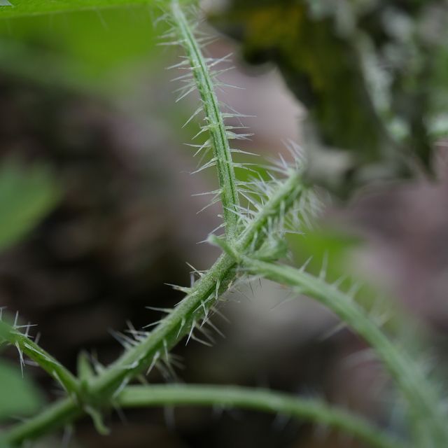 東京環境工科専門学校 『植物のリーサルウェポン』体験授業を同時開催！3