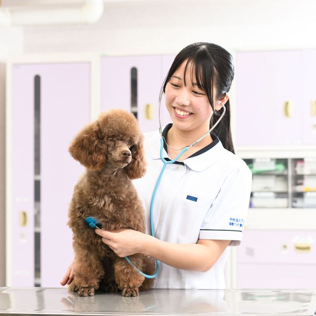 国際ペット総合専門学校 ペット総合「ゴニオメーターを使ってみよう！」理学介護福祉体験2