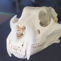 東京環境工科専門学校 『骨格標本のはなし』体験授業を同時開催！
