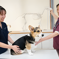 専門学校　福岡ビジョナリーアーツ 【看護】お仕事体験DAY!動物看護師 体験