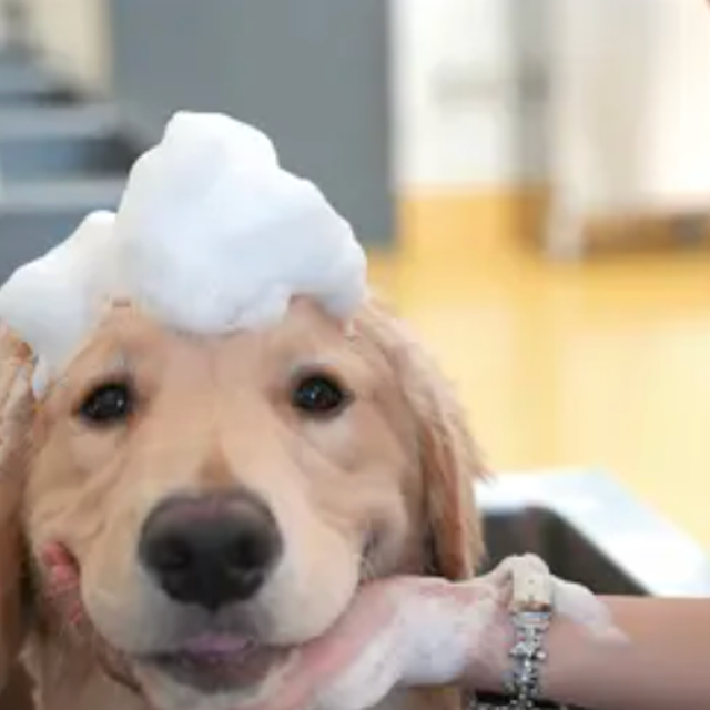 専門学校ビジョナリーアーツ 大型犬のシャンプーに挑戦！1