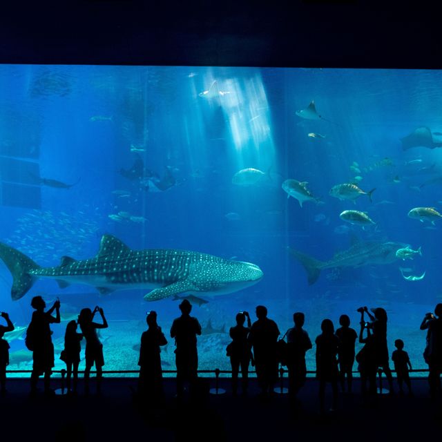 専門学校　東京テクニカルカレッジ 【環境インフラ】特別見学ツアー！水族館へGO！1