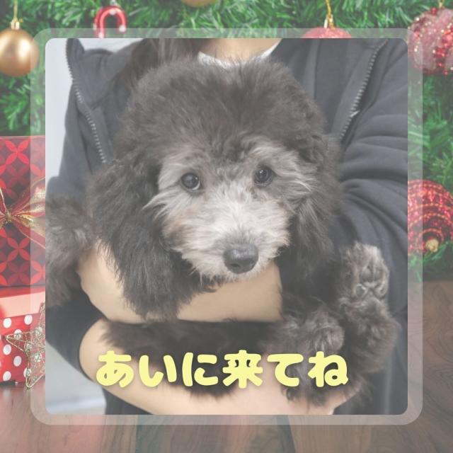 高崎動物専門学校 【ペットショップ・飼育】クリスマス特別企画！トレーナーコラボ1