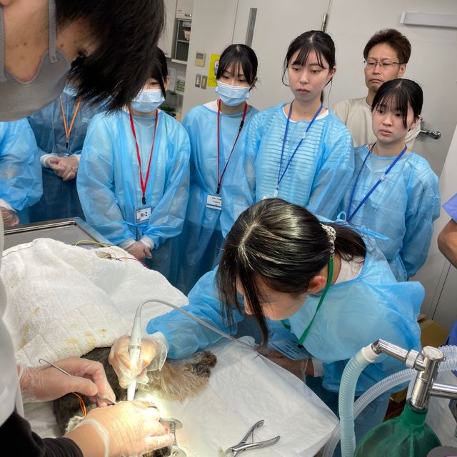 専門学校　ちば愛犬動物フラワー学園 【動物看護】ここでしかできない麻酔実習体験！～歯石除去体験～1