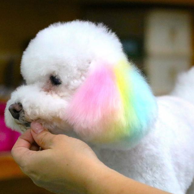 沖縄ペットワールド専門学校 1・2年生のみなさんへ動物のプロを目指そう。オープンキャンパス1