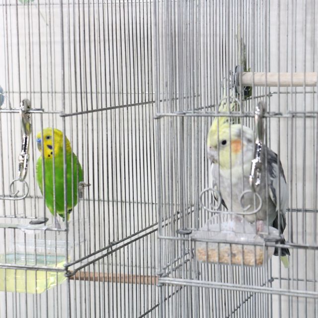 ＹＩＣ京都ペット総合専門学校 動物看護師のお仕事～小動物の健康チェック～4