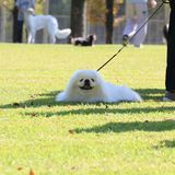 ハロウィンスペシャルブース体験の詳細