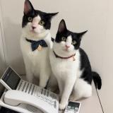 ねこたまごコラボ！オープンキャンパス☆の詳細