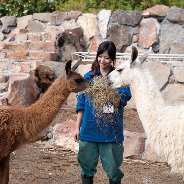 東京コミュニケーションアート専門学校 動物園・牧場飼育員必須!飼育員のテクニック講座1