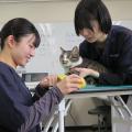 秋田情報ビジネス専門学校 【愛玩動物看護科】オープンキャンパス＆学園祭同時開催♪